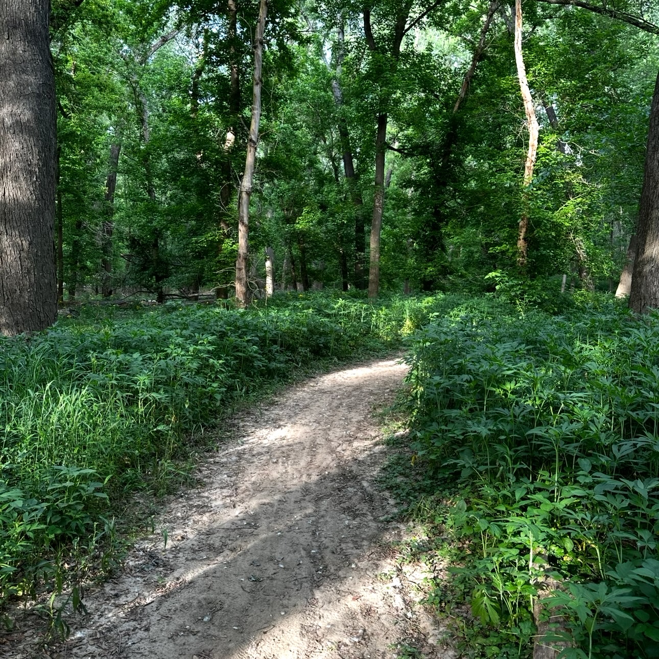 Forest Path