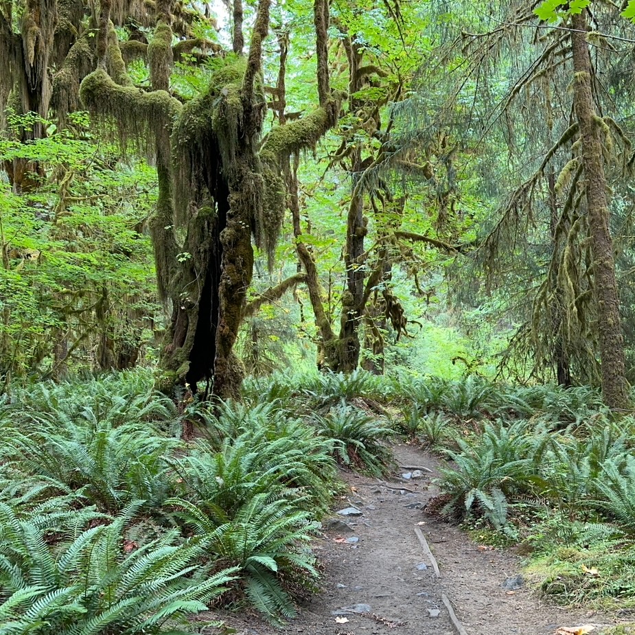 Hoh Rainforest