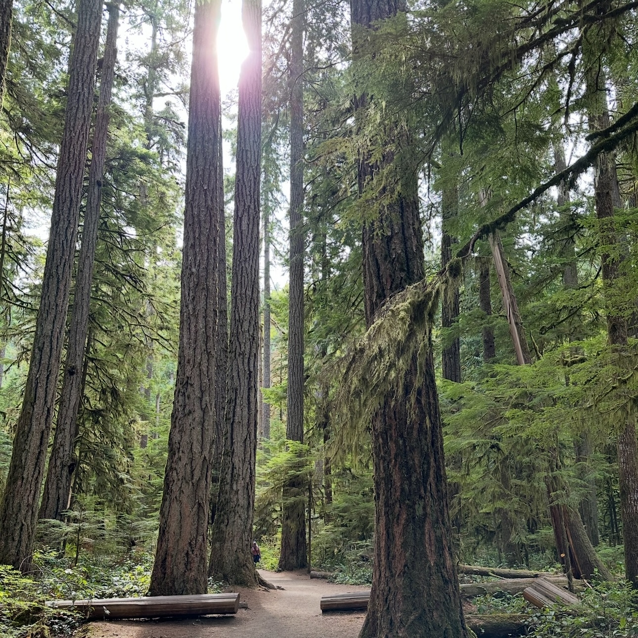 Olympic National Park
